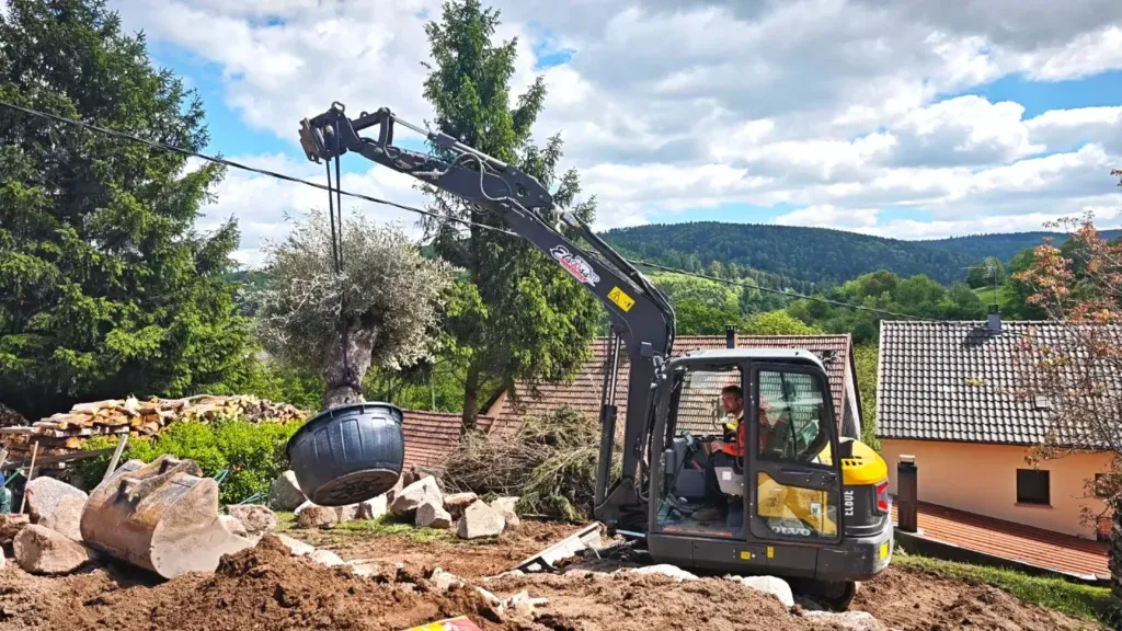 Livraison et plantation d'un olivier pour terrasse de piscine.