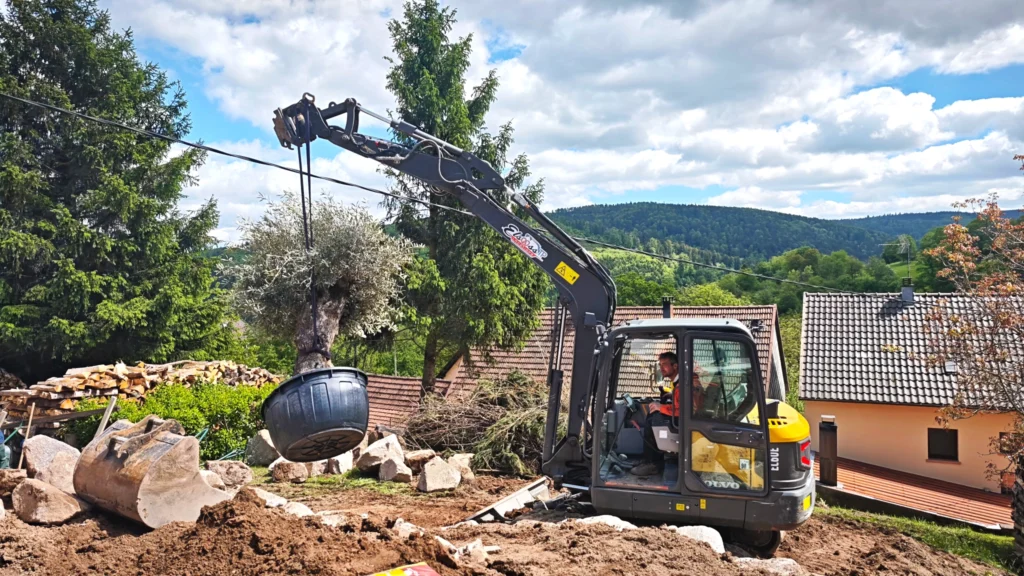 Livraison et plantation d'un olivier pour terrasse de piscine.